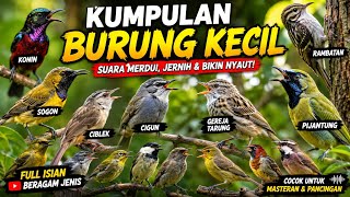 Download lagu Masteran Burung Kecil Full Tembakan Kasar dan Rapat || cocok untuk masteran & pancingan  mp3
