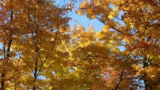 Autumn Leaves  - Crash Parallel