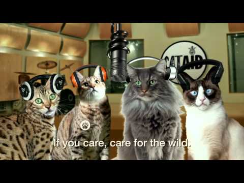 Cat Music Video (Cat Aid) - If You Care, Care for the Wild