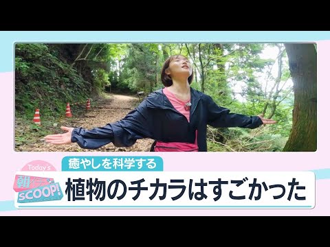 ドワーフパイン、ハイマツ 植物