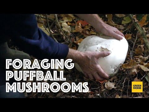 Foraging for Puffball Mushrooms