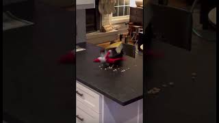 Needless to say, the kids minds were blown. #ElfOnTheShelf #Christmas #Shorts #Viral #FYP