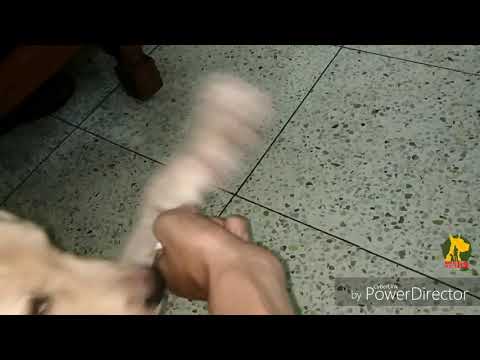 LABRADOR PUPPY DOG TRAINING || Train Your Puppy To Be Calm When Asking For Something||KOLKATA DOG