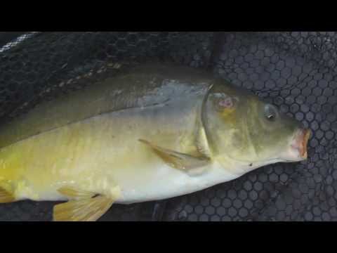 Blog: Karpfenansitz und Partikel zubereiten