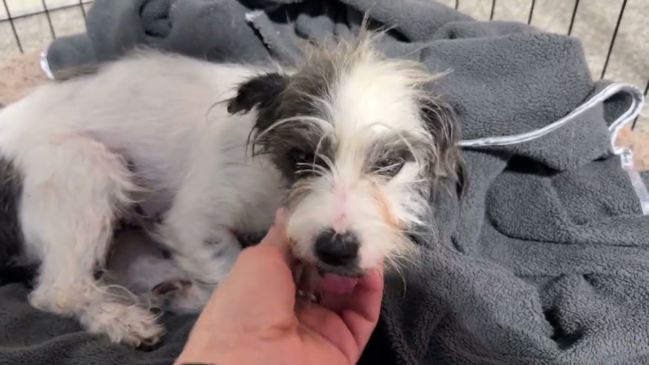 Enlarge Icelyn — An 11‑Pound Sweetheart Who Loves Everyone, a Adoptable mixed breed in Austin, TX video 3/3