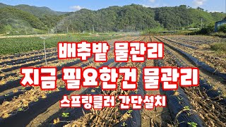 배추 정식 일주일 물관리 방법 스프링클러 괴산절임배추 자연특별시괴산 [배추재배방법]