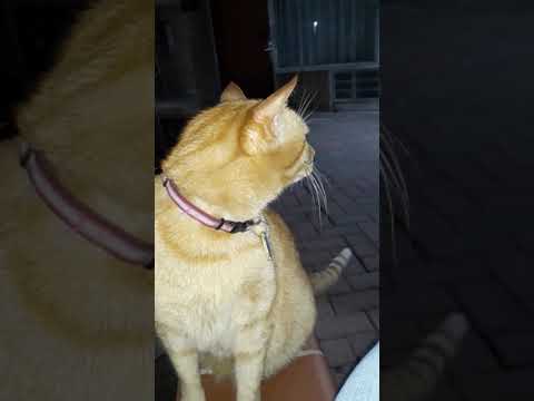 Marley's and Ziggy's First Time Out for the Day