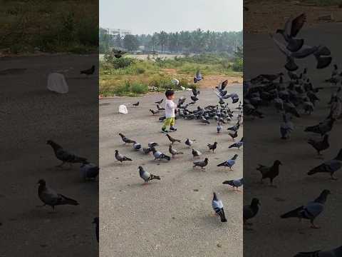 Fearless Atishay feeding pigeon #pigeon #pigeonlover #pigeons #pigeonlove #kids #fearless