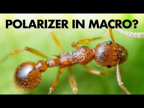 Polarizing Filter for Macro Photography – A Good Idea?