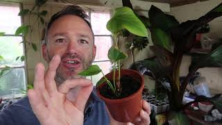 Anthurium Propagation Update Care Guide and Tips Flamingo Flower