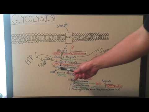 Overview of Glycolysis Basics for Beginners Biochemistry Lesson