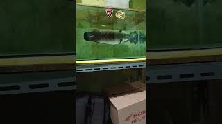 Download lagu sedikit banget atrasik nya chana ku🤗 mp3 Download lagu sedikit banget atrasik nya chana ku🤗 mp3