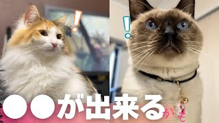 世界一平和な報告3連発！【保護猫/シャム猫/シャムミックス＆ノルウェージャンフォレストキャット】#cat #japanesecat