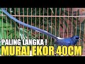 SIDAK HOTEL BURUNG MURAI BATU TERBESAR DI INDONESIA ADA EKOR 40CM