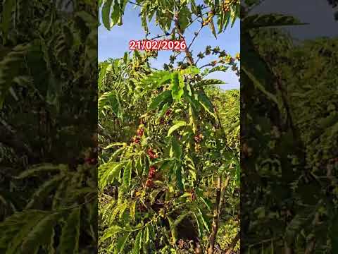 Café Alta Floresta D'Oeste RO #acampamento #amazonia #animais #aventura #floresta #natureza #onça