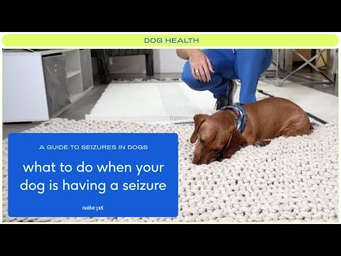 A Guide to Seizures in Dogs: From Dog Seizure Causes to What to Do When Your Dog Is Having a Seizure