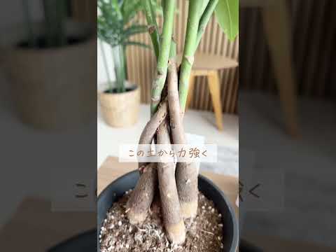 コーヒーかすに耐えられない植物はどれですか?またその理由は何ですか?  庭園