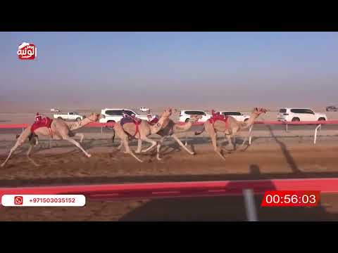ش 15 (هملول) لـ مسلم ناصر بوعان الشامسي 2:12:47 , شارة الصندوق 2026/06/13 فطامين الوقن    