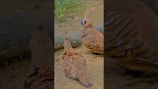 Enjoy the beautiful sound of bird 2 #birds#birdsounds#birdslover#birdsong#beautiful#beauty