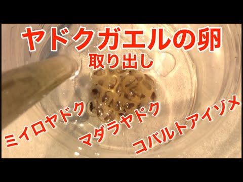 アエレガ トリヴィッタータ