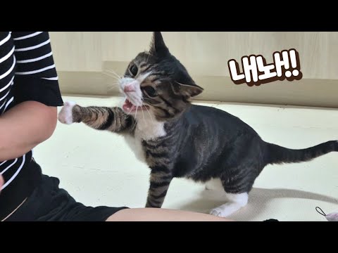 장난감 뺏겨서 눈 돌아간 고양이! 깝순이가 감히 보름이 물건 탐내면 생기는일