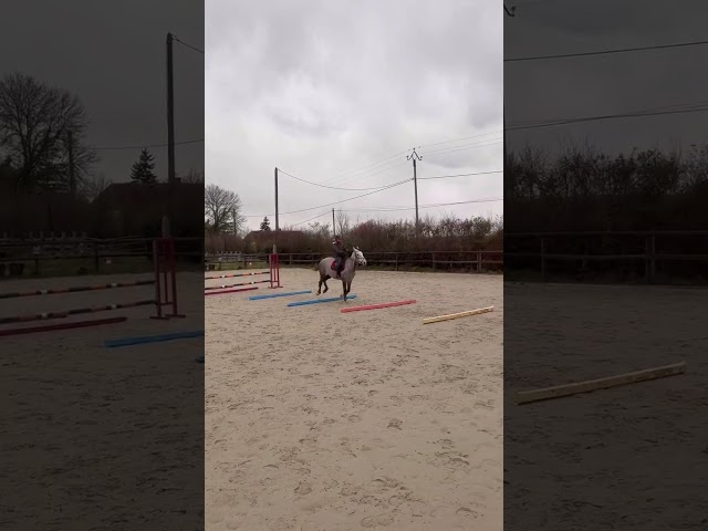 Caballo castrado Origine Constat&eacute;e En venta 2022 Tordo