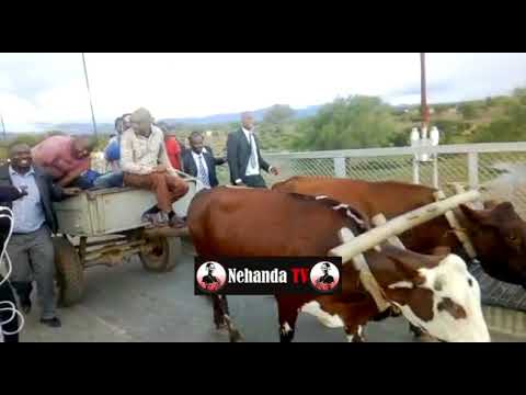 Nelson Chamisa uses oxen drawn cart to cross Birchenough Bridge – VIDEO Nelson Chamisa uses oxen drawn cart to cross Birchenough Bridge – VIDEO