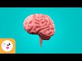 Il cervello per bambini – Che cos’è e come funziona?