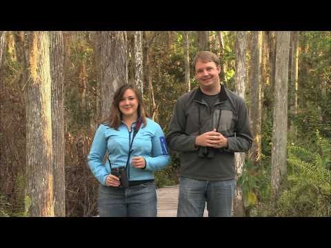 May 4 Is Bird Day: Watch Birds in Their Natural Habitats
