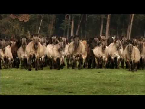 Die Letzten Europas - Wildpferde im Münsterland
