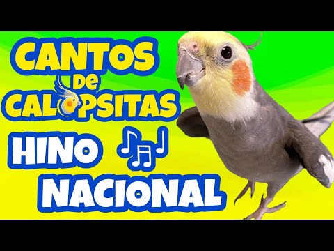 CALOPSITAS CANTANDO O HINO NACIONAL Ótimo para ensinar a sua também! [Hino do Brasil para Calopsita]