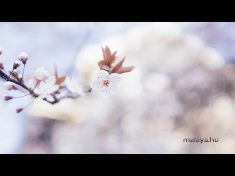 Az elme megtisztítása - Malaya vezetett meditáció - Sri Chinmoy meditációs gyakorlat