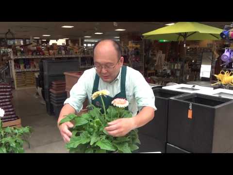 ガーベラの植え方は？雄大な花を育てるために知っておくべきことすべて  庭園