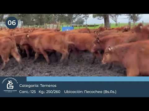 Lote Tr Machos - Energía, Necochea Bs As