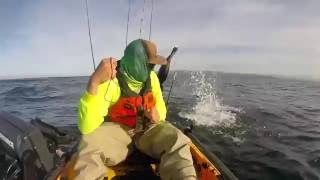 faze tari o foca jucausa