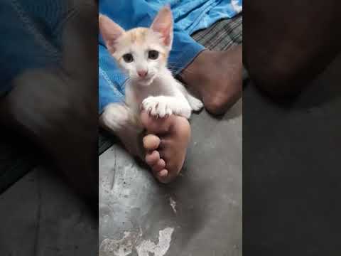 😸 Siya Cat’s Grand Masti Madness | Ultimate Funny Cat Moments! 🐾😂