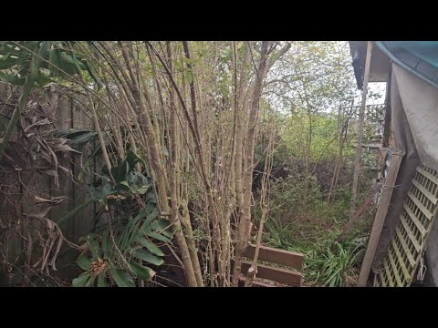 DISASTER of a backyard gets MASSIVE clean up - part 3 | IS she being taken ADVANTAGE of???