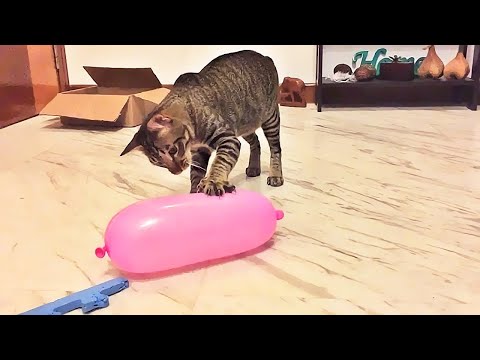 Funny Cat Videos Best Of The 2022 😂 - CattieVerse