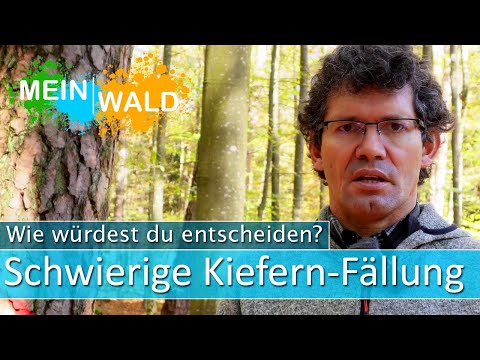 Schwierige Fällung - Wie würdest du vorgehen?