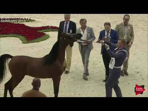 N 221 AL ARYAM ANAAD   Sharjah International 2019