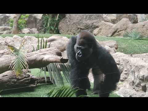 Goryl Gorilla Loro Parque