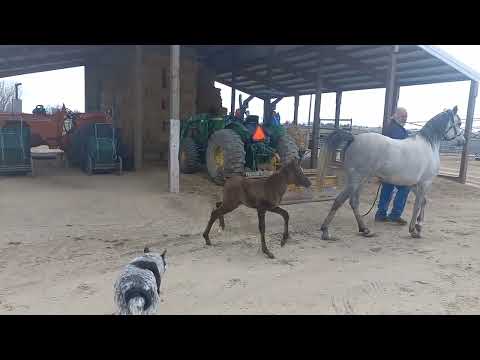 Miranda and 023 Mahder Al Jamal filly