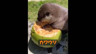 動物には本当に感情があるのか​​？ #自然 #動物プロダクション #animals #動物 #癒し