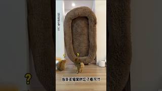 Download lagu Bayi Kucing Ngira Dirinya yang Dibeliin Kasur Raksasa! 😹 #shorts mp3