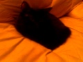 Black Pussy