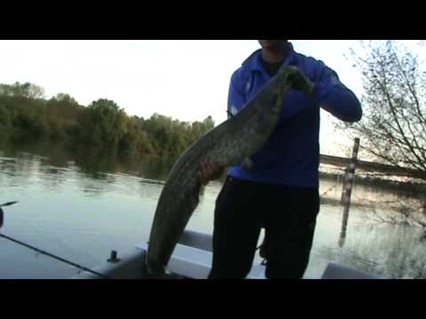 Meerval greep door Silures Team Holland.com