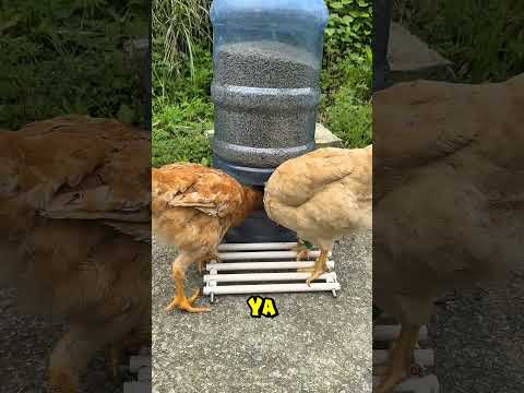 Yemek Bulan Tavuk 🤯🤣😱