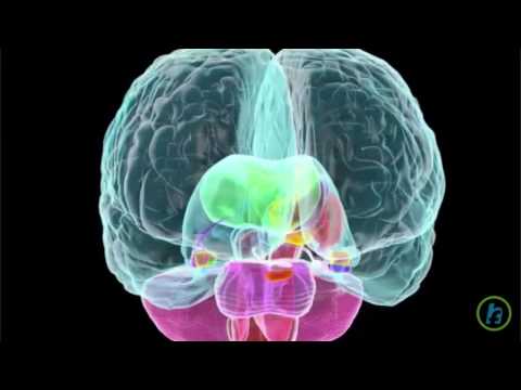 LSD Grips Serotonin Receptors for Long Hallucination