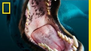 Face-to-Face with a Leopard Seal | Nat Geo Live