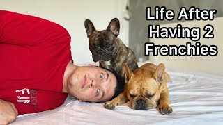 Life Before & After Having 2 Frenchies